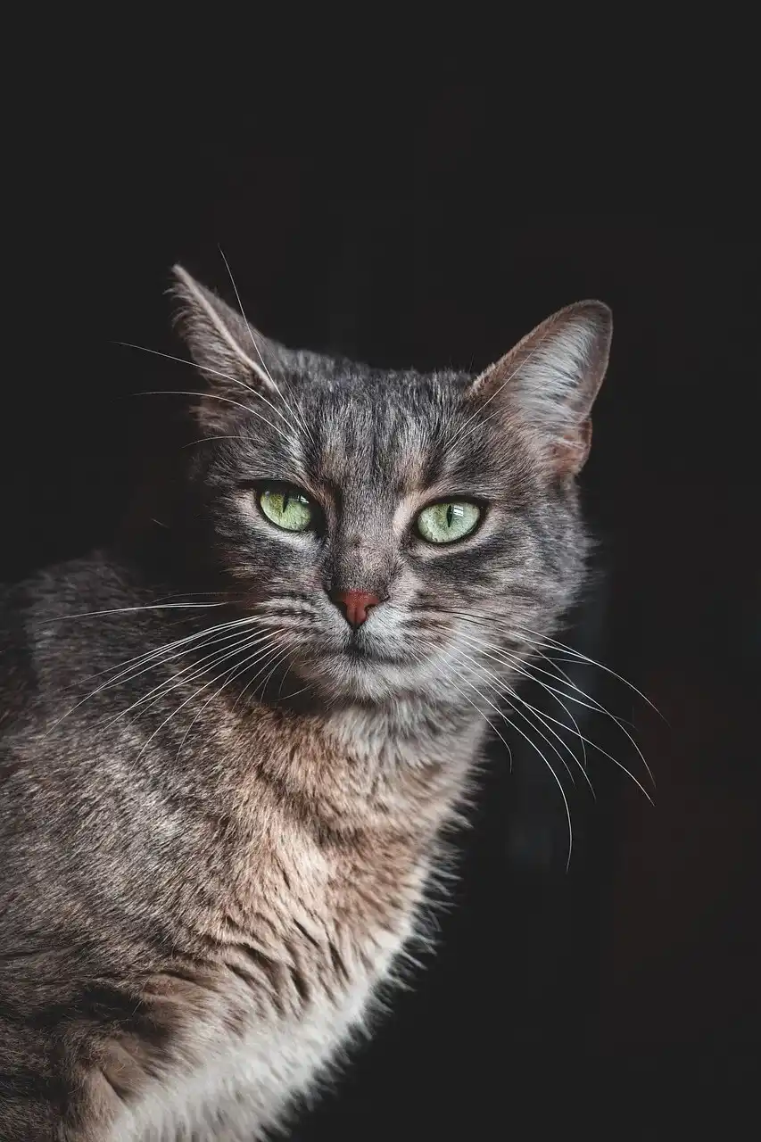 Dark moody photo of a cat