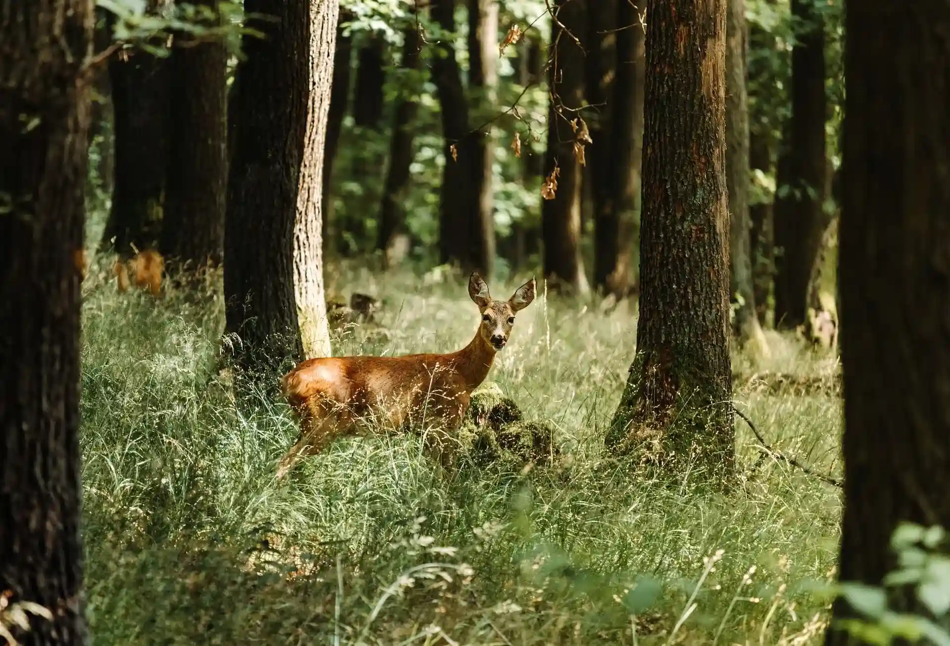 Deer in a forest