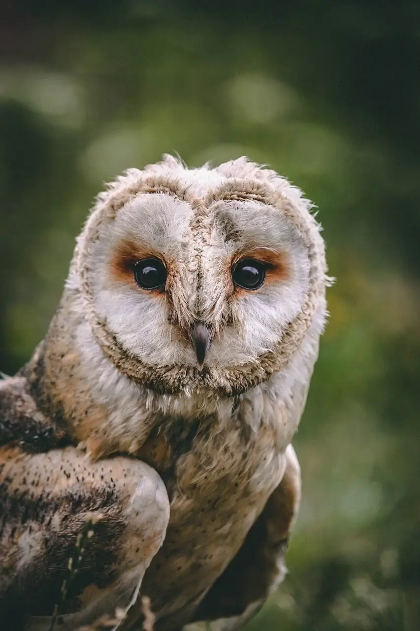Barn owl